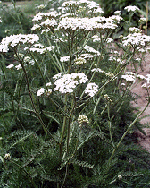 Achillea millefolium.gif